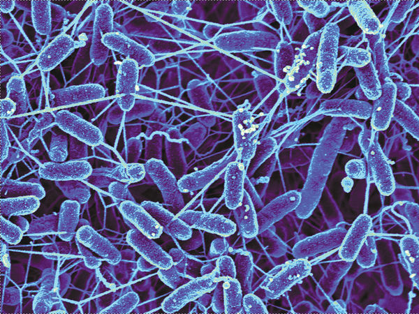 ImageJ=1.33u unit=pixel